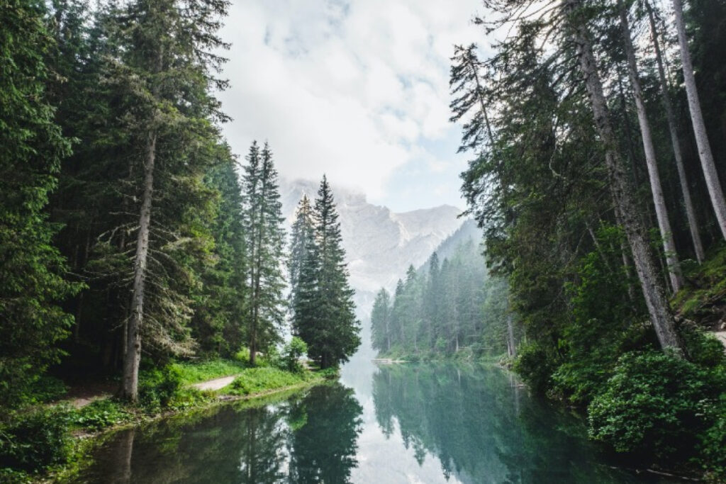 trees-rivers-01.jpg