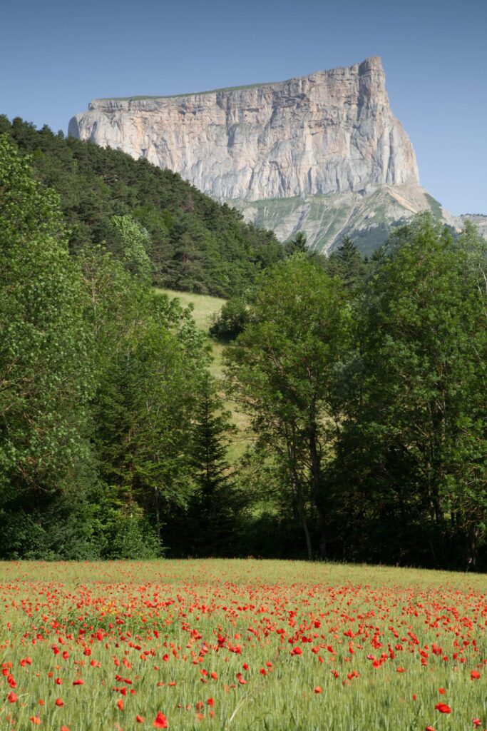 pexels-photo-15857693-15857693 Beautiful view of Mont Aiguille in Auvergne-Rhône-Alpes, France with a scenic poppy field.